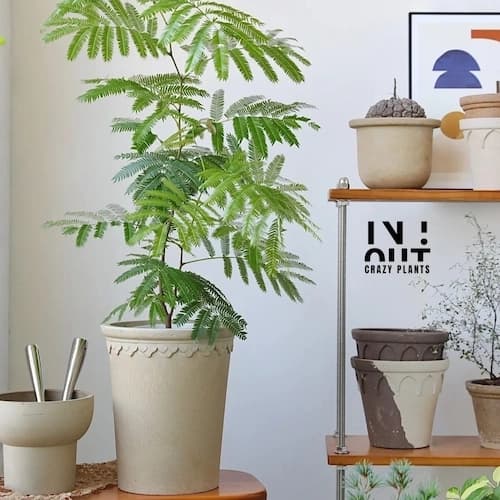 "Gracefully Grand" - Large Planters