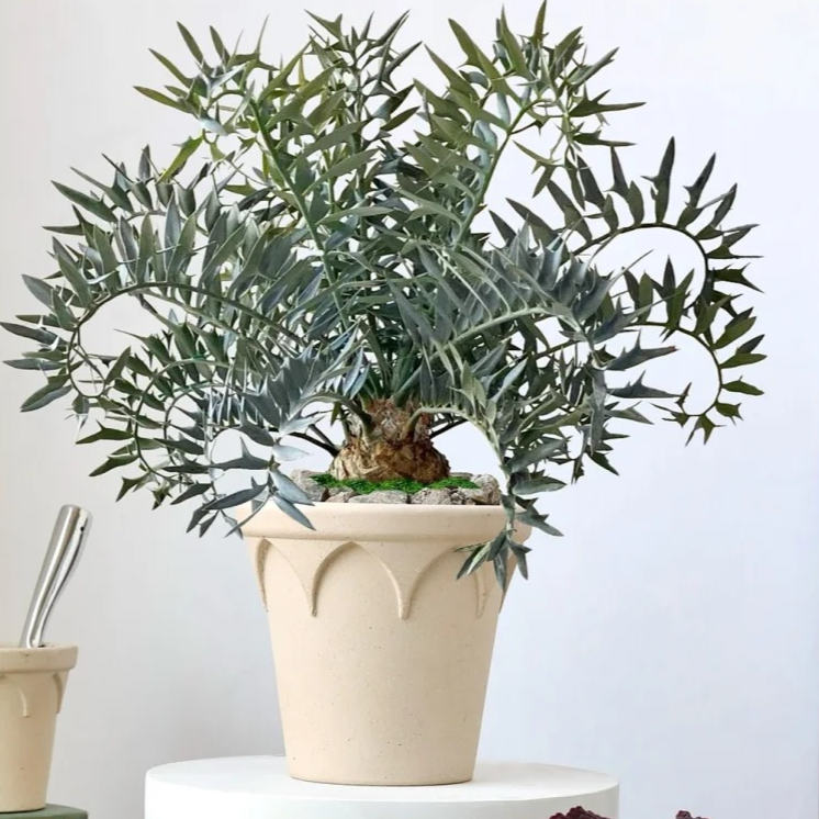 Crown Planter