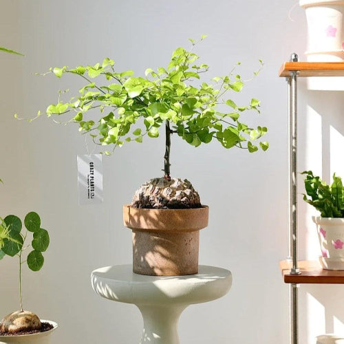7-inch brown cone-shaped clay planter in earthy tones, holding a bonsai tree with lush green foliage; rustic ceramic pot on a pedestal in a sunlit room.