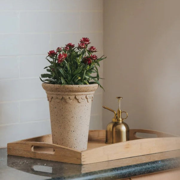 Tall beige terracotta clay planter with drainage hole, placed on a kitchen table and holding a strawflower plant, perfect for indoor plant styling