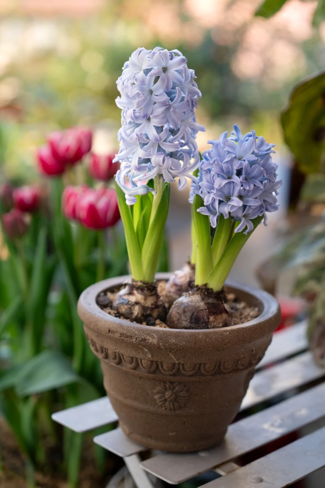 Hyacinth blooming in a dark brown medium clay planter on a garden platform, with tulips in the background—perfect for outdoor indoor plant pots inspiration