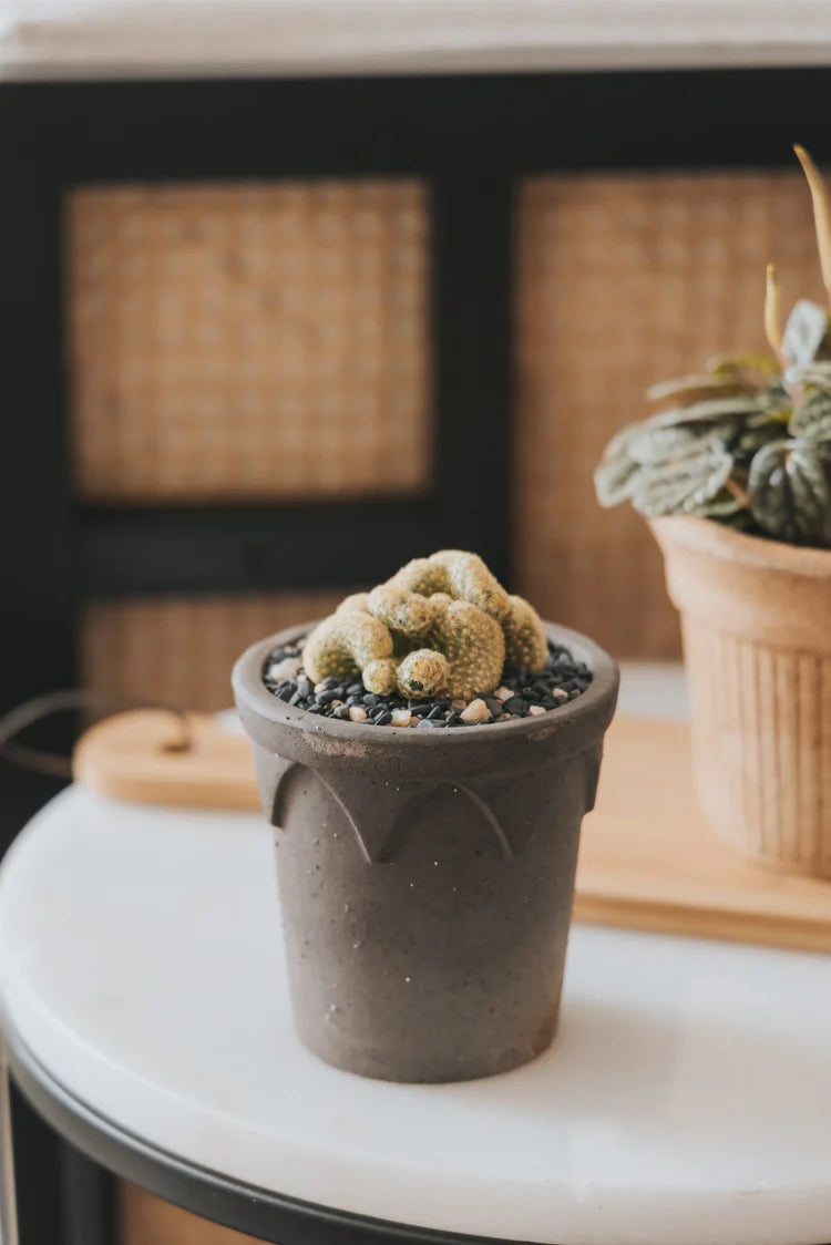 Small chocolate brown terracotta pot with a cactus succulent on a kitchen counter, great for café, balcony, shelf, desk, apartment, and studio.