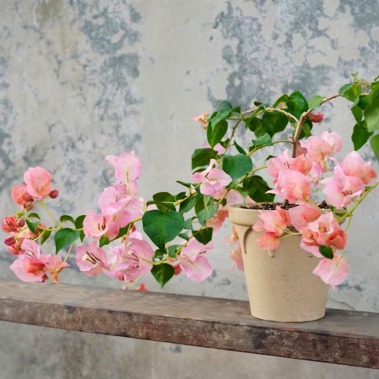 Small terracotta clay planter with drainage hole, shown with pink bougainvillea on a wooden deck for indoor houseplant styling