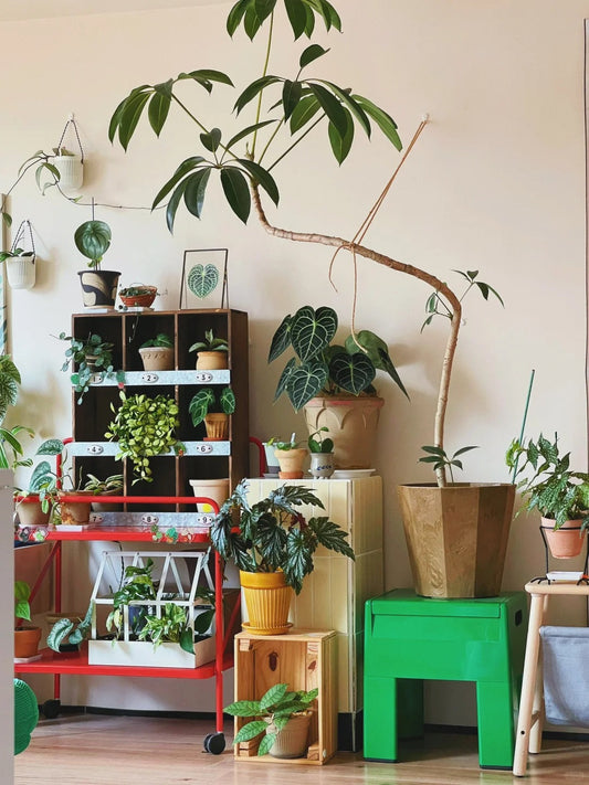 Low Maintenance Balcony & Indoor Plants for Canadian Spring & Summer