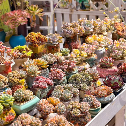 How to Choose the Best Pots for Succulents