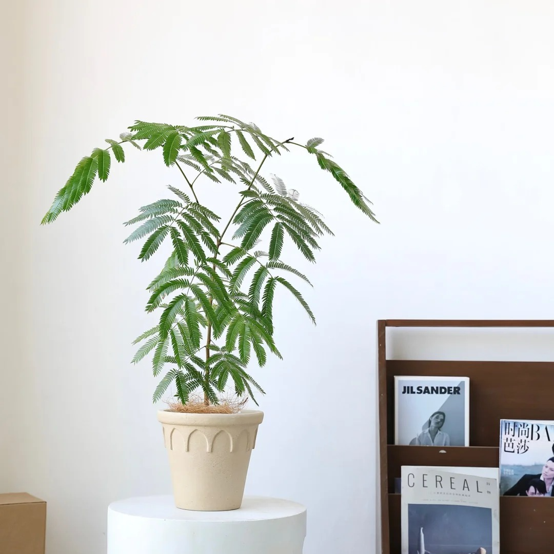 Crown Planter