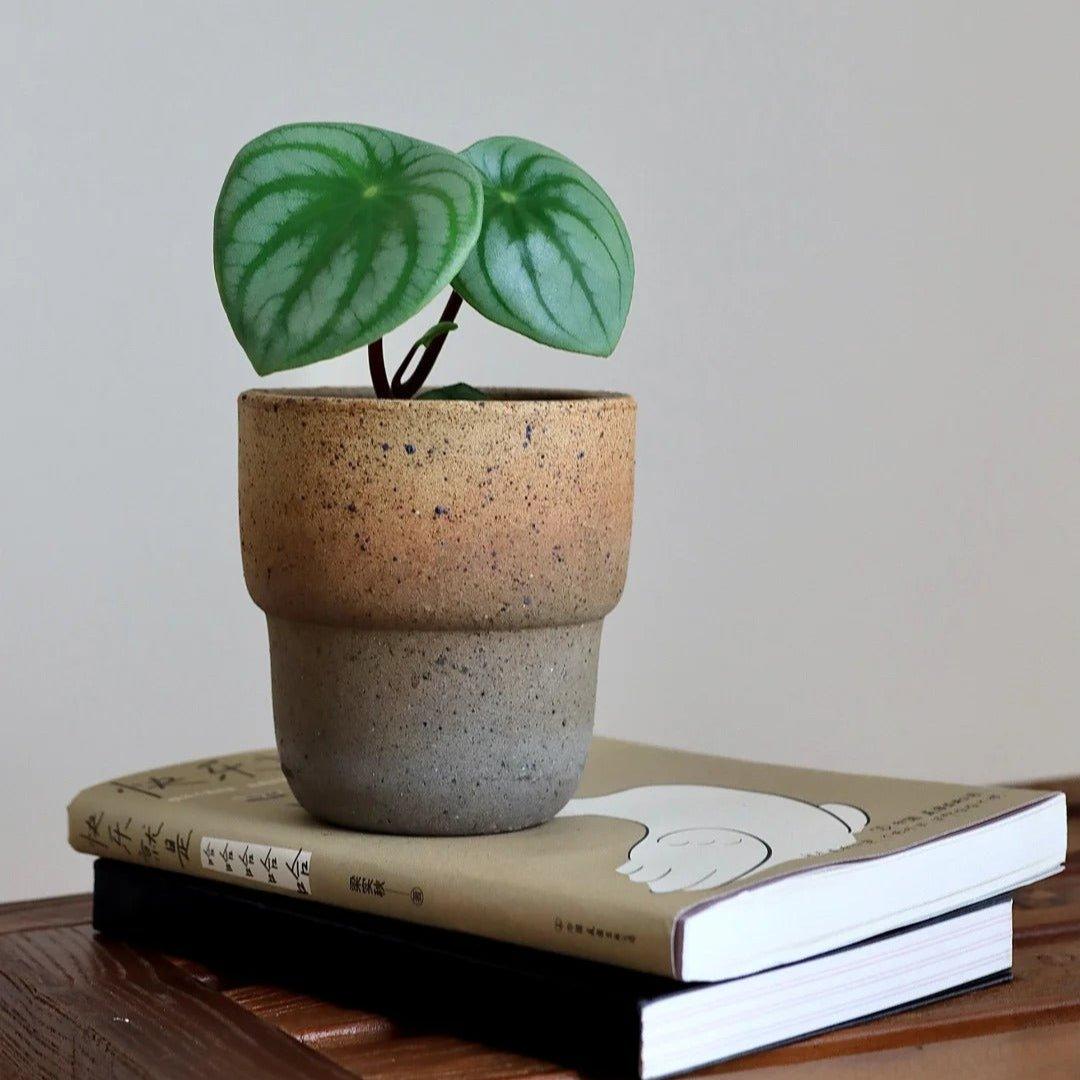 4-inch carry cup clay pot with earthy tones, holding a small plant. Perfect for adding a natural touch to study rooms, cafes, or library settings.