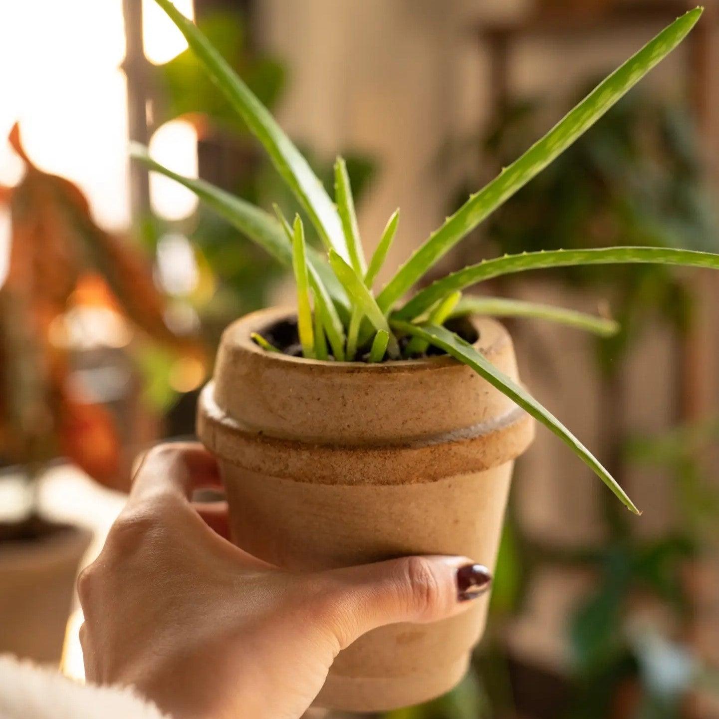 4-inch mini clay planter in a coffee cup shape, holding a small succulent, with a rustic beige finish; ideal for indoor greenery in cozy settings.