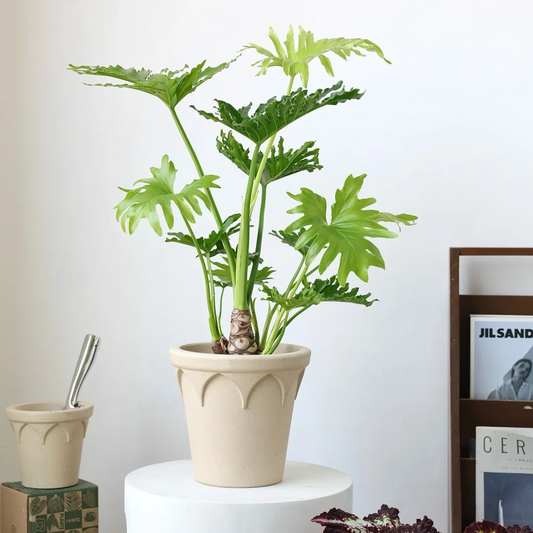 Crown Planter