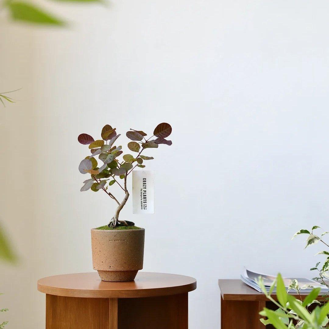 5-inch brown clay pot with rustic finish, perfect for small plants like bonsai. Simple and natural design for home decor.