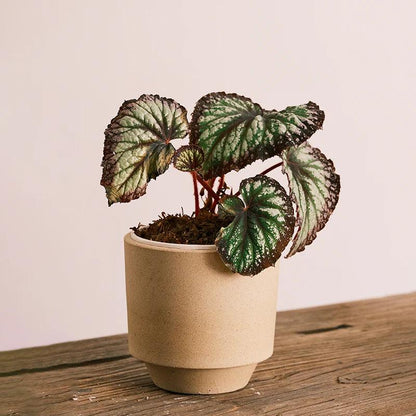 5-inch tan terracotta pot with tray, ideal for small plants. Simple, rustic style with drainage hole for healthy growth.