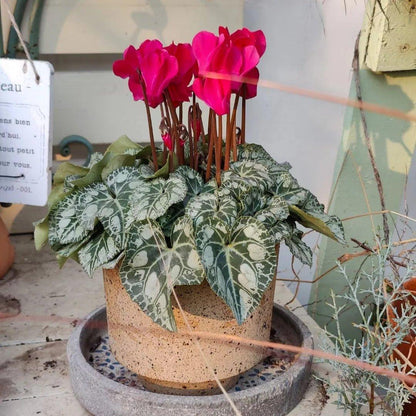 5-inch Stoneware Pot with saucer, featuring a rustic earthy look. Perfect for small plants, offering a natural and simple style.