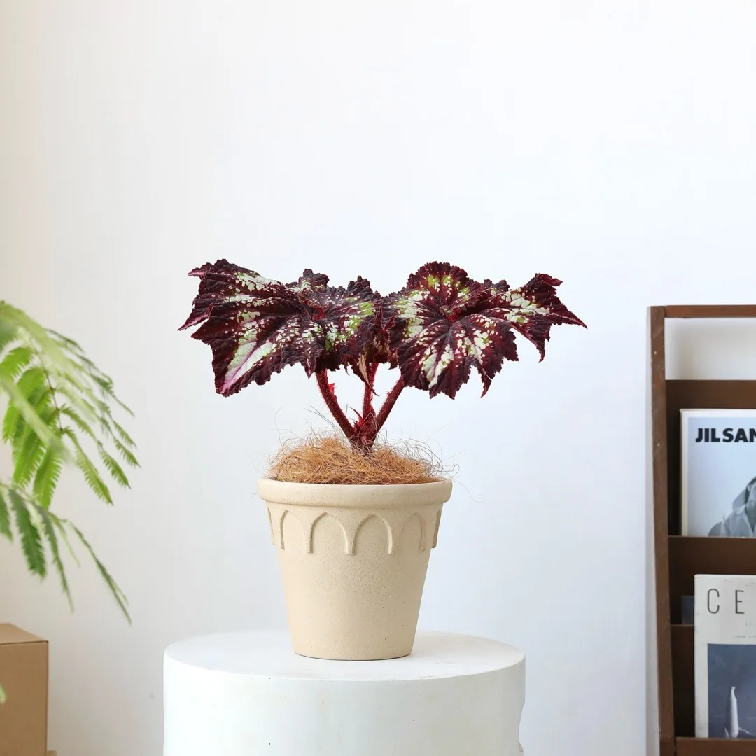 Crown Planter