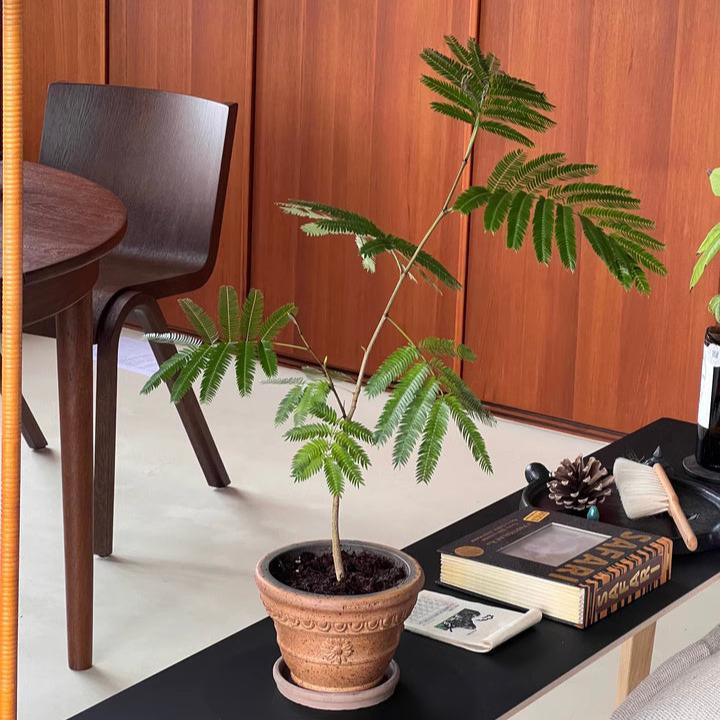 6-inch rustic clay flower pot with Everfresh tree in an office setting. Simple terracotta pots with earthy tones for indoor plants.