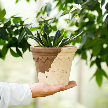 6-inch ceramic pot in milk coffee tones with random patterns, scalloped edge, green leaves, and a white flower.