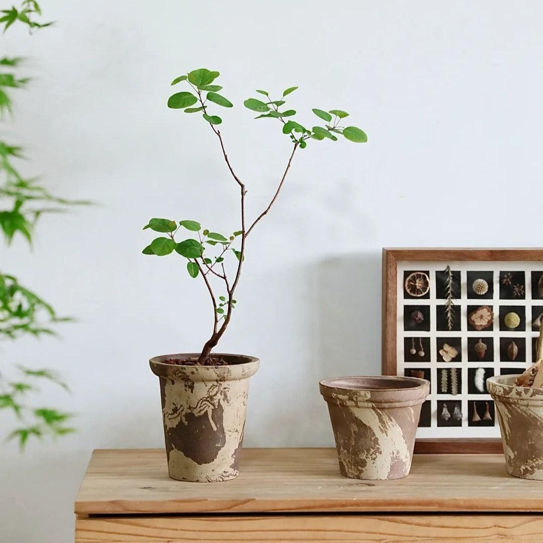 6-inch white and brown terracotta planter with a rustic, marbled finish. Durable clay pot perfect for small plants and indoor greenery.