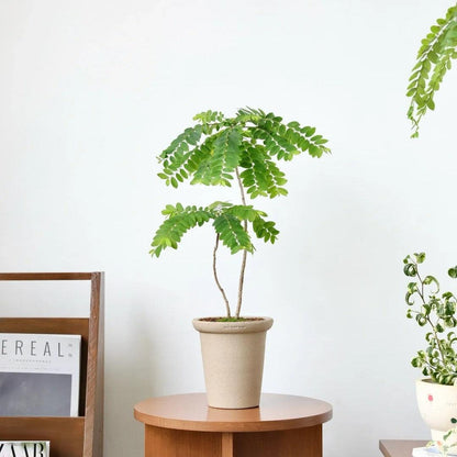 6-inch white clay planter with a simple design, perfect for small indoor plants. Neutral color that complements any décor.