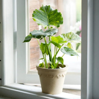 6-inch white terracotta pot with scalloped edge, featuring an Elephant Ear 'California' (Alocasia "Gagaena California") plant on a windowsill.