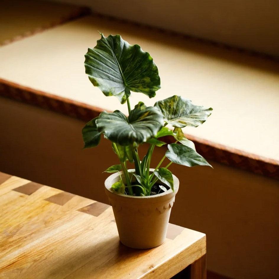 6 inch white terracotta pot with scalloped edge, holding an Elephant Ear 'California' plant, placed on a wooden table in warm indoor lighting.