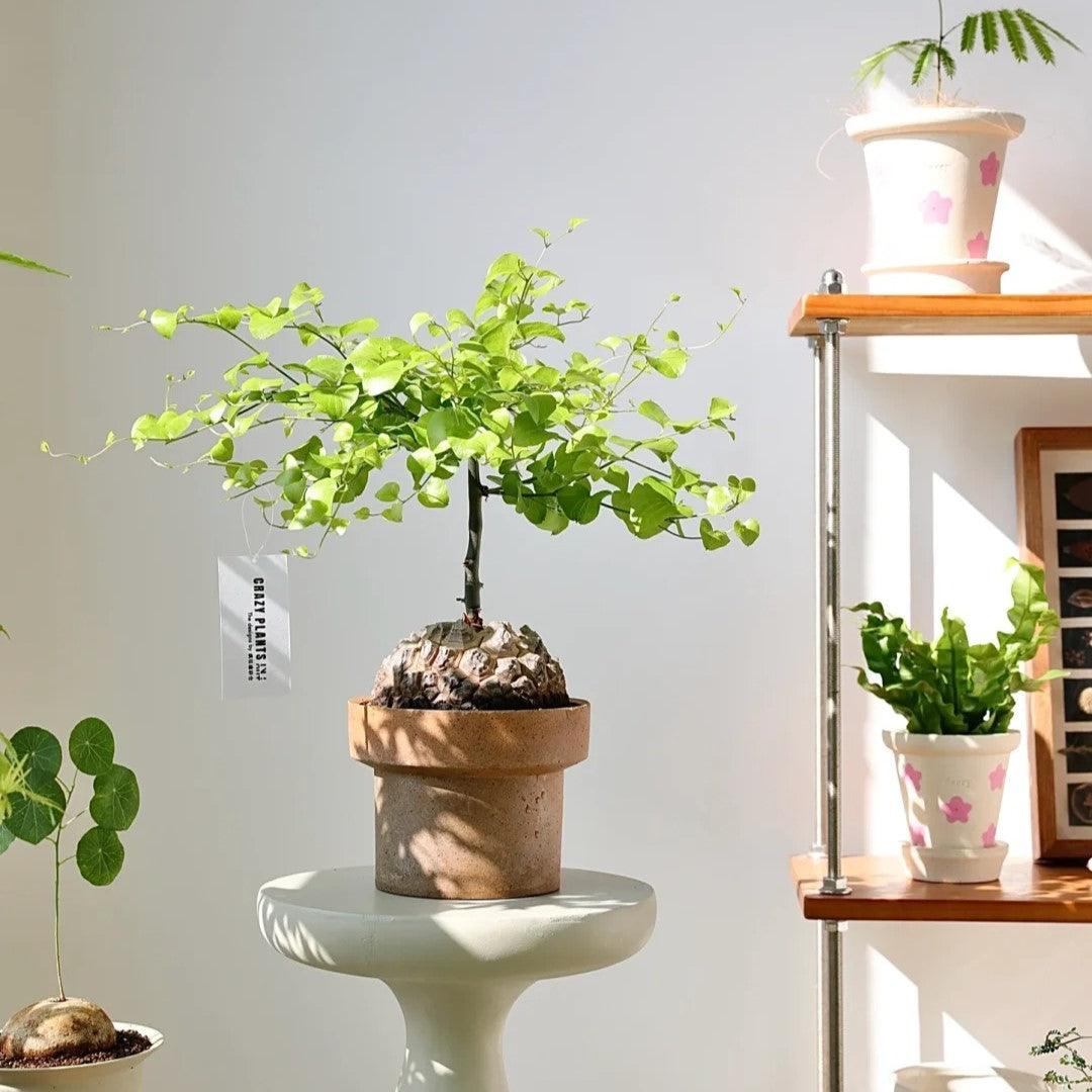 7-inch brown cone-shaped clay planter in earthy tones, holding a bonsai tree with lush green foliage; rustic ceramic pot on a pedestal in a sunlit room.