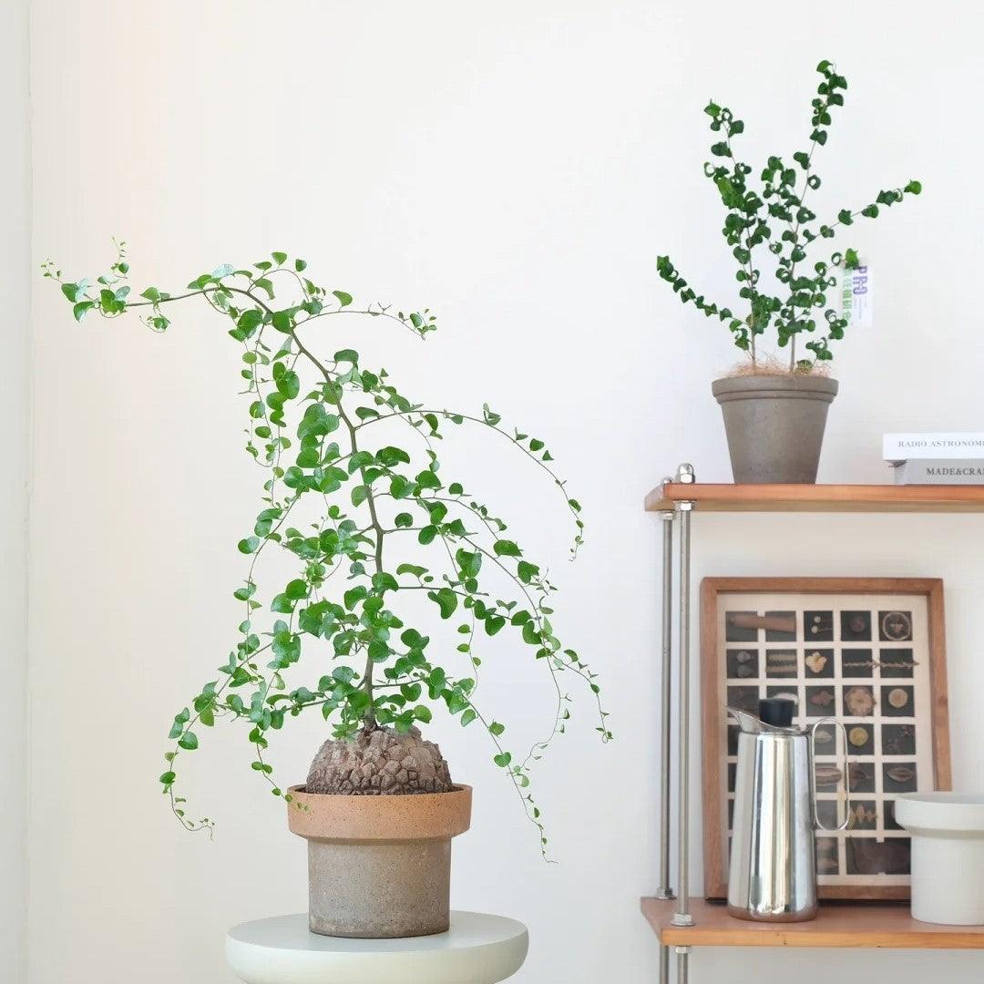 7-inch rustic brown cone-shaped terracotta planters with earthy texture, holding green indoor plants, ideal for modern home decor; clay pots on display shelf.