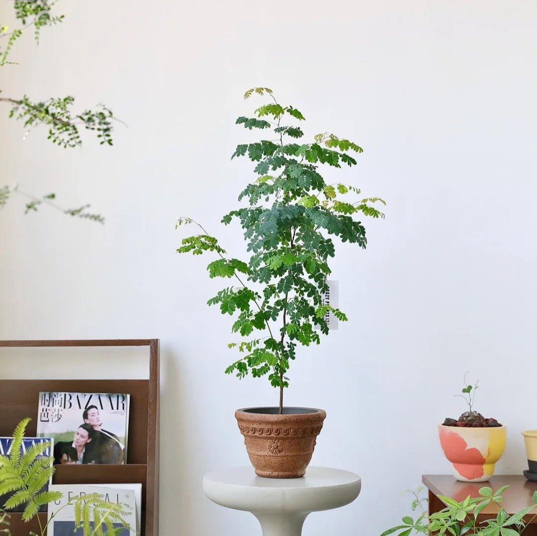 7-inch sculpted terracotta pot in earthy brown, perfect for medium indoor plants. Durable clay planter with a classic design and floral details.