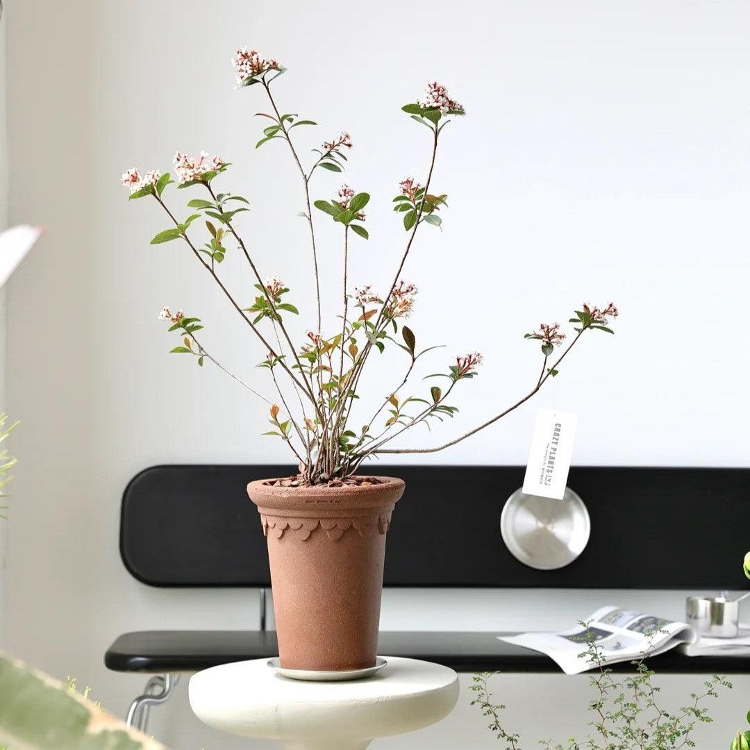 7-inch clover-style brown tall terracotta pot with decorative edging, featuring a flowering plant. Perfect for adding a classic, elegant touch to indoor spaces.