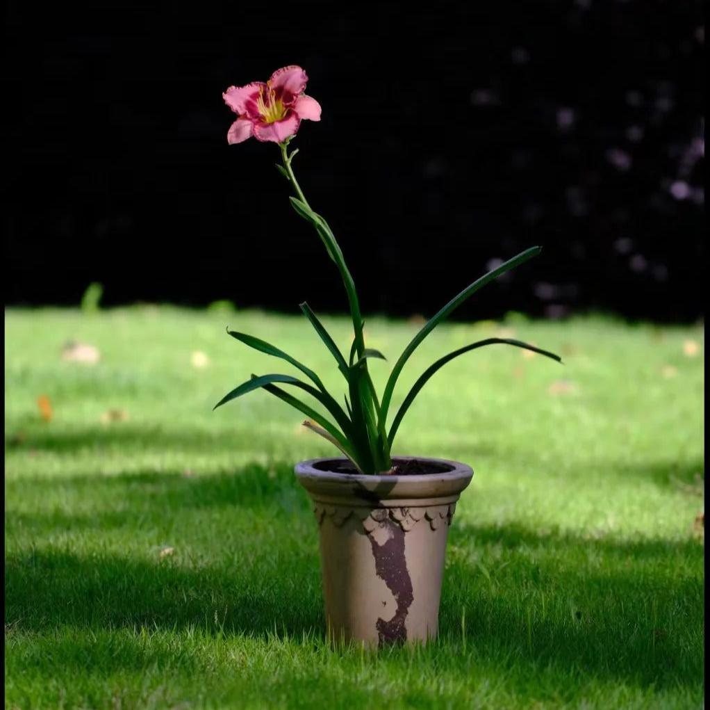 7 inch marbled clay pot showcasing a vibrant pink flower plant in a lush green outdoor setting. Perfect for enhancing garden decor.