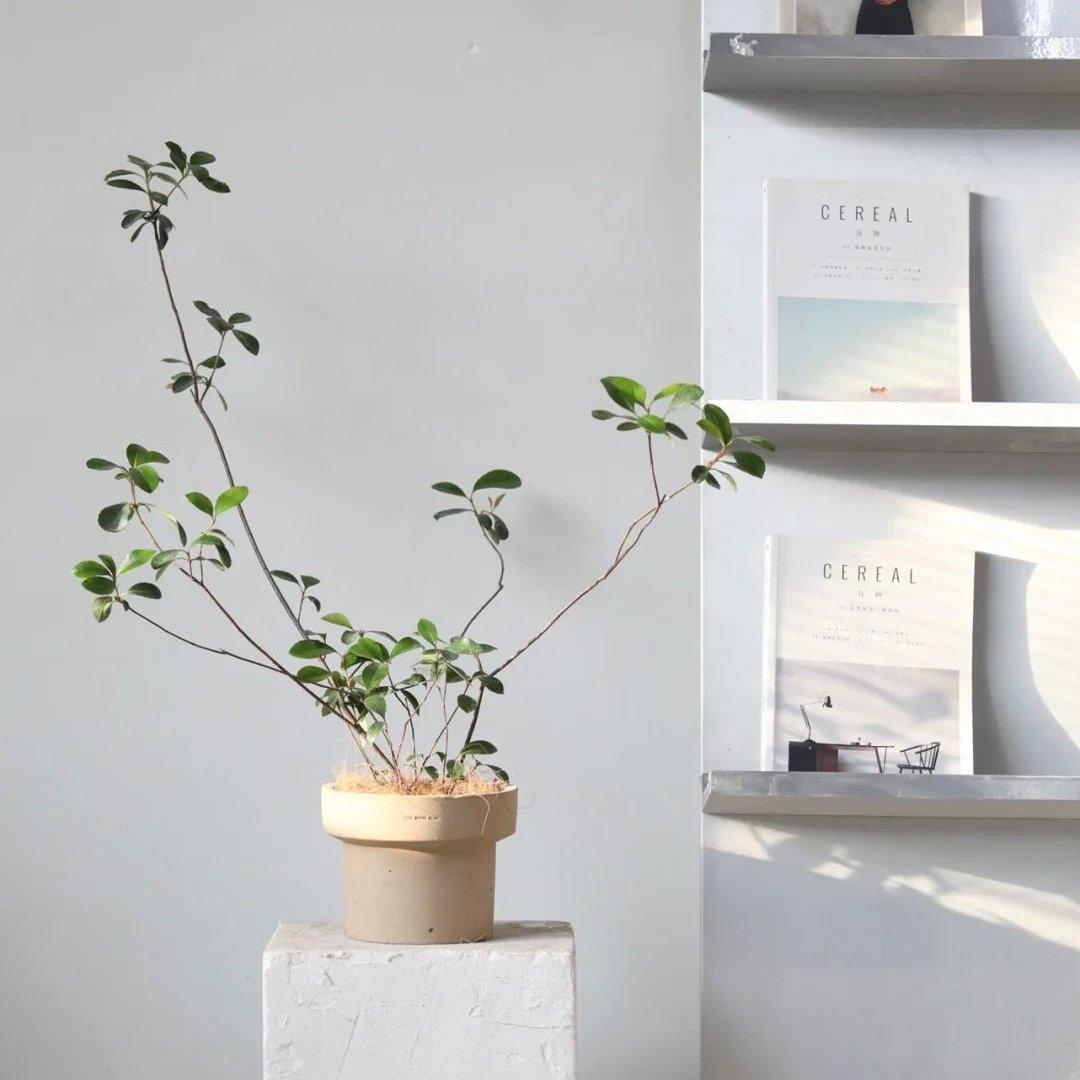 7-inch white clay cone-shaped pot in earthy tones with slender green plant, minimalist decor; terracotta planter perfect for indoor greenery.