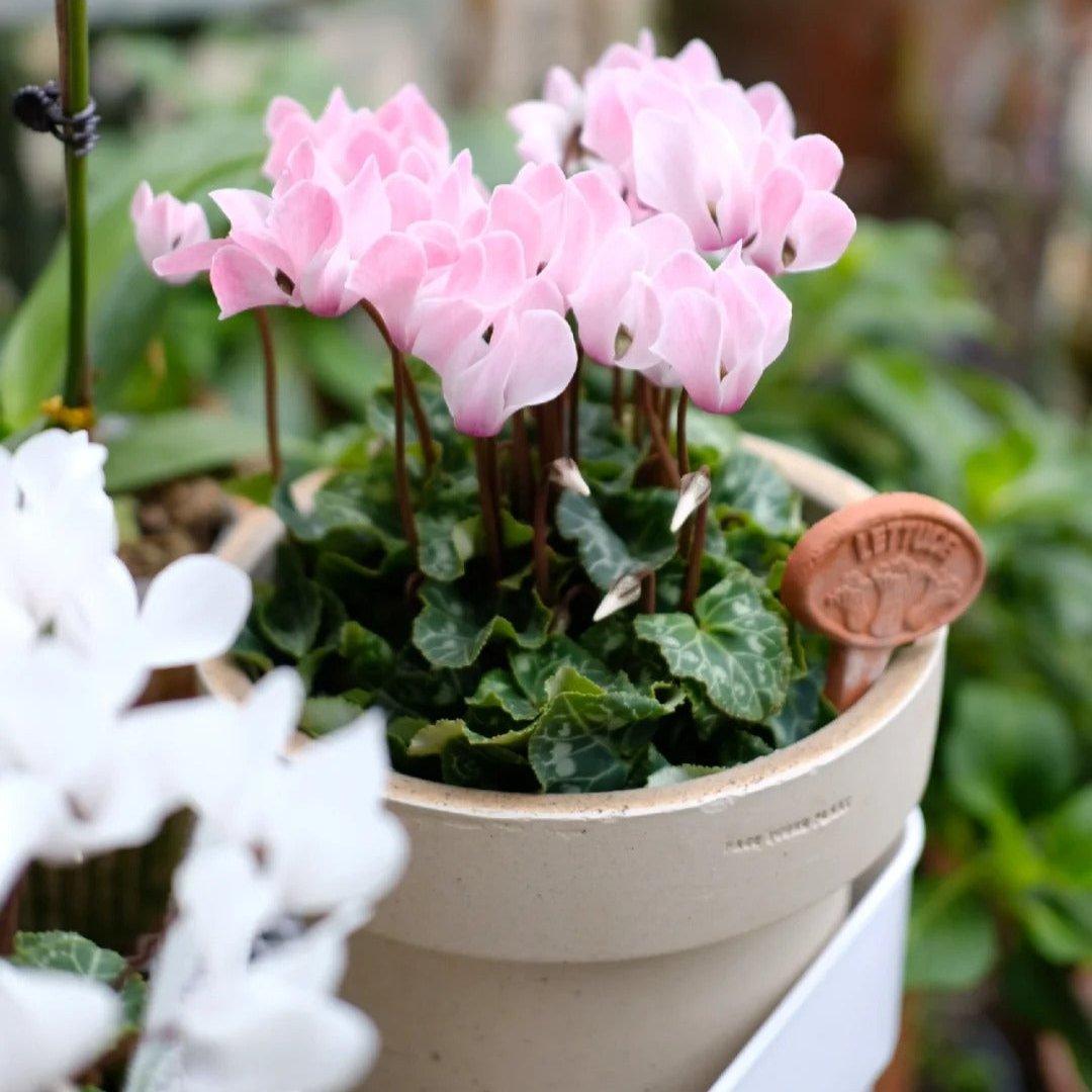 7-inch white cone-shaped clay planter with delicate pink cyclamen flowers; round terracotta pot ideal for indoor plants, adds charm and earthy elegance.