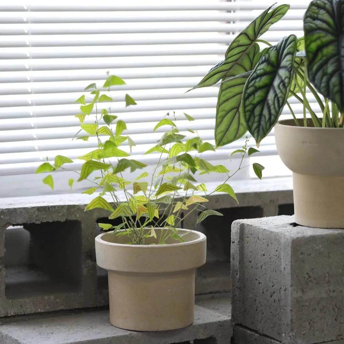 7-inch white cone-shaped clay planter with lush green foliage, simple round terracotta pot for indoor plants; natural ceramic adds a rustic touch to decor.