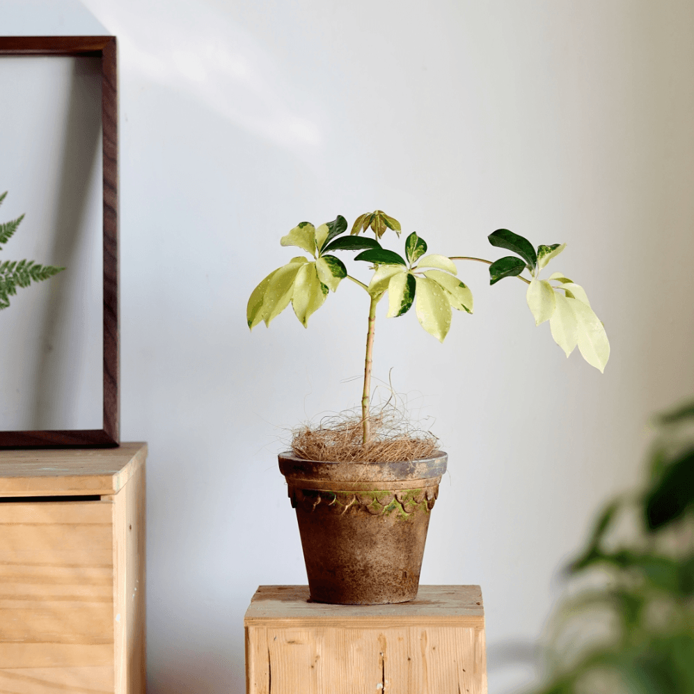 8-inch brown clover-style terracotta pot featuring an Umbrella tree, perfect for enhancing indoor decor and adding a touch of greenery to any space.