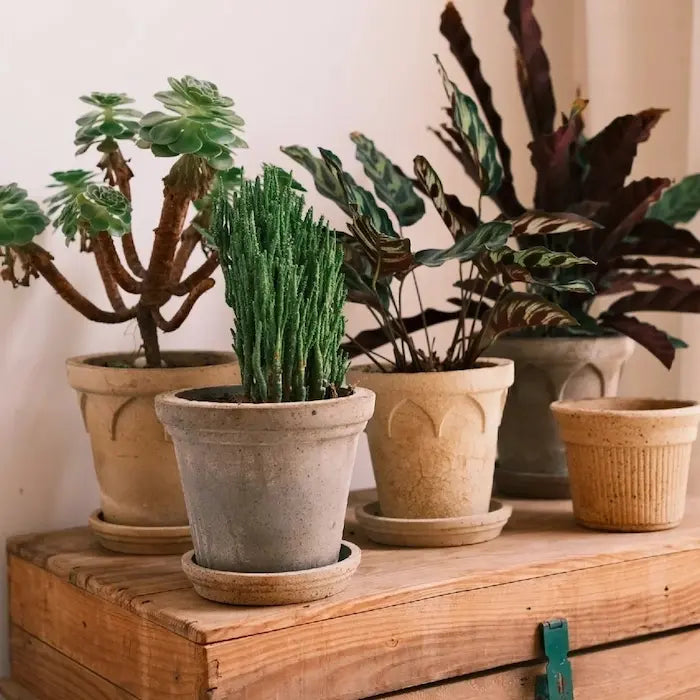 Peacock plant, tree aeonium, and rattlesnake plant in medium terracotta clay planters on a shelf—an apartment houseplant display featuring indoor plant pots
