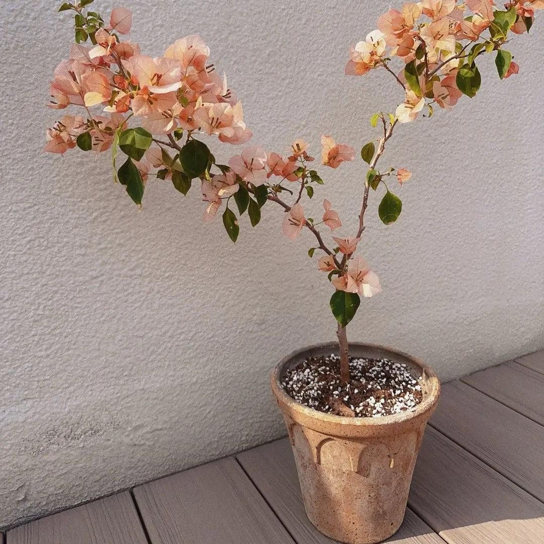 8-inch light brown clay crown planter with arch details, perfect for medium-sized plants, offering a rustic and earthy charm.