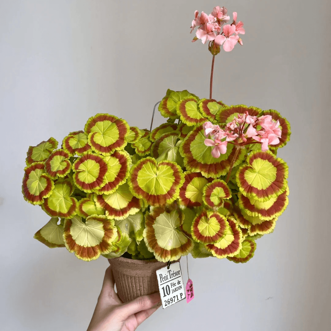 5-inch brown Brûlée cup terracotta pot with ribbed texture, holding a vibrant Geranium plant. Perfect for adding colorful foliage to indoor decor.