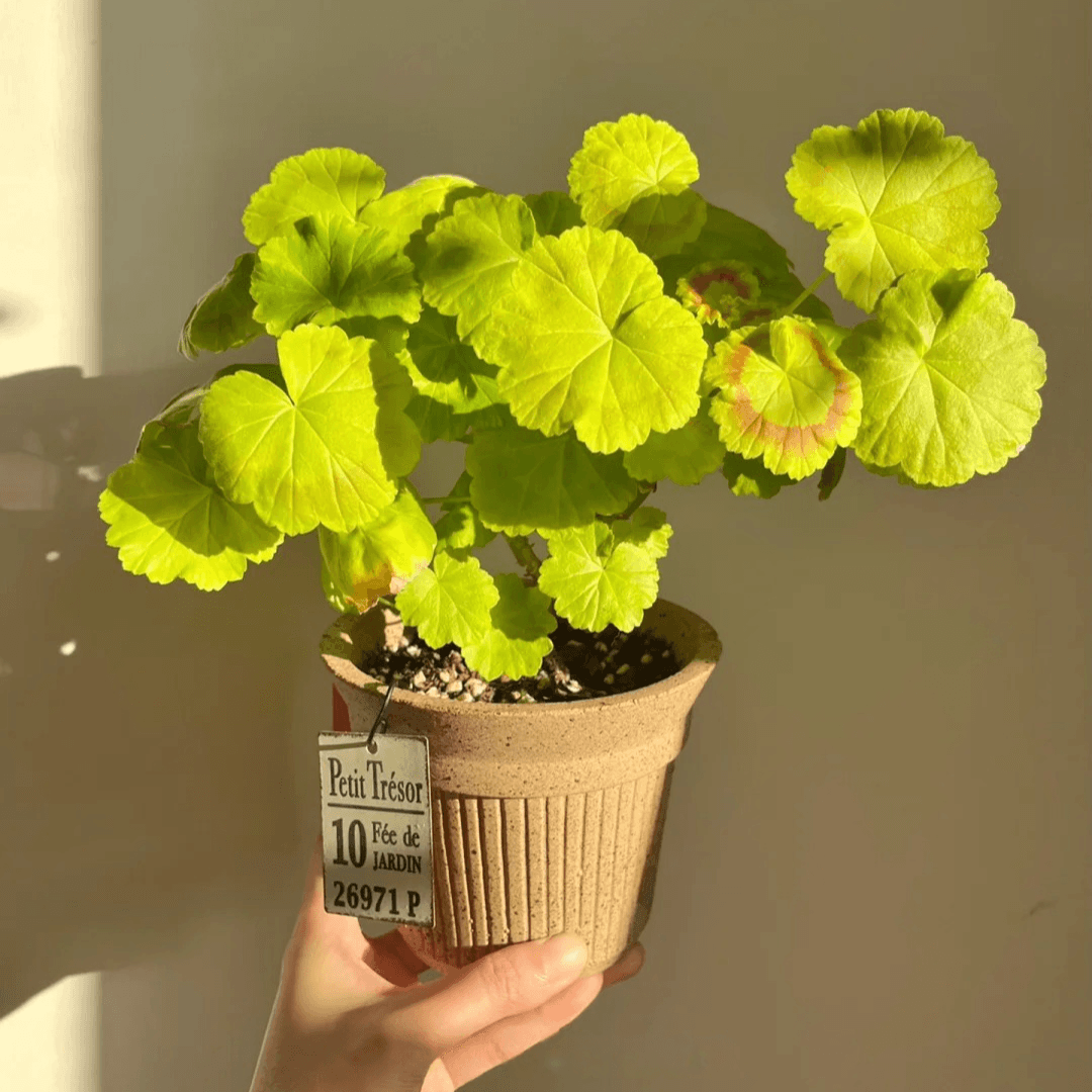 5-inch caramel Brûlée cup clay pot with ribbed texture, featuring a lively Geranium plant. Ideal for adding a fresh, natural touch to indoor decor.