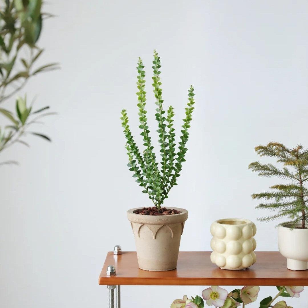 8-inch crown-shaped clay pot with a rustic beige finish, ideal for medium-sized indoor plants, adding a natural, earthy touch to home decor.