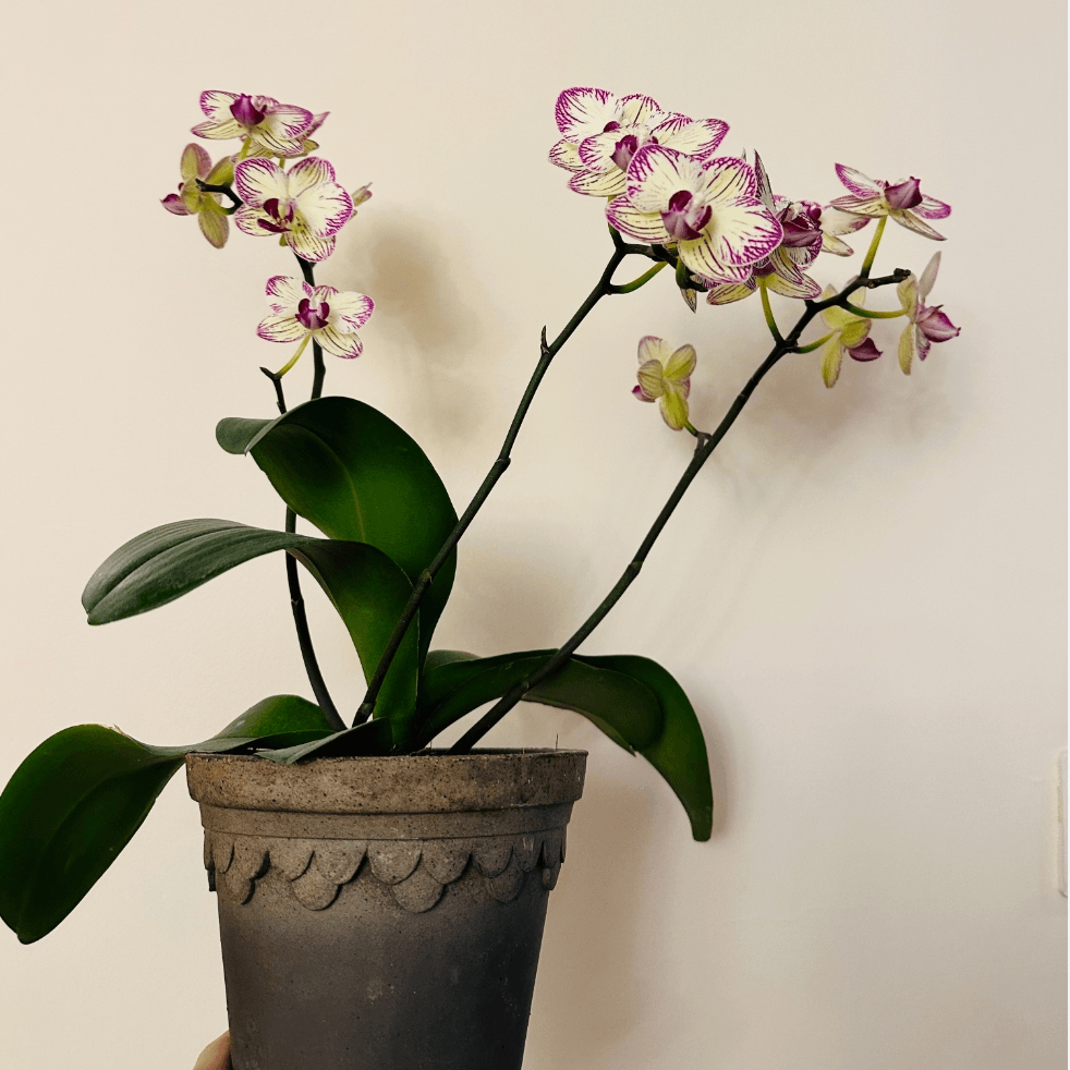 Dark brown terracotta pot with scalloped edge, featuring a white and purple orchid plant with green leaves.