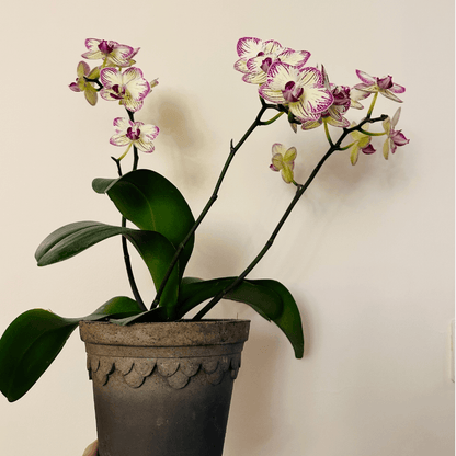 Dark brown terracotta pot with scalloped edge, featuring a white and purple orchid plant with green leaves.