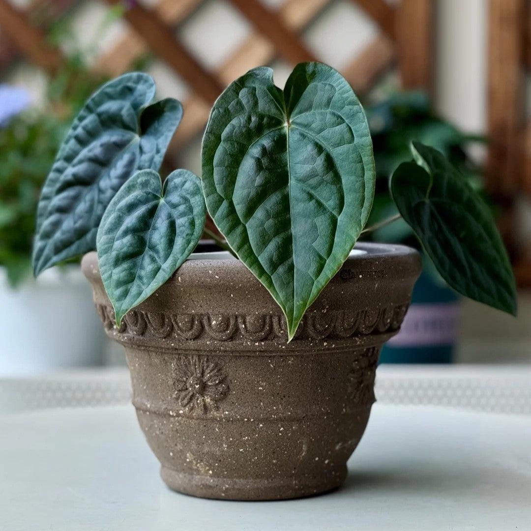 7-inch handmade sculpted clay pot in brown with flower details, ideal for small plants. Durable ceramic planter with a vintage design.