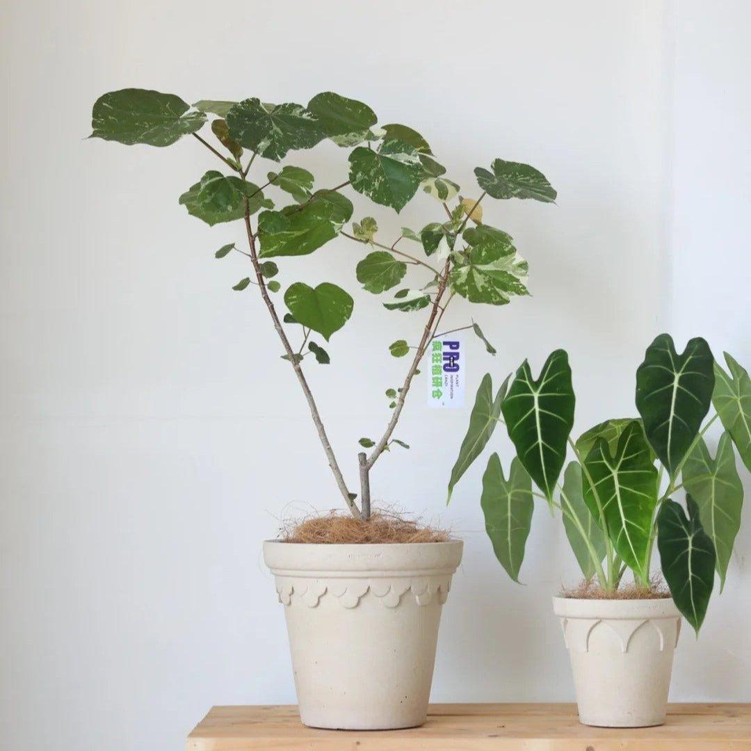 Ivory clay containers with scalloped rims, holding a variegated plant and Alocasia, on a wooden surface.