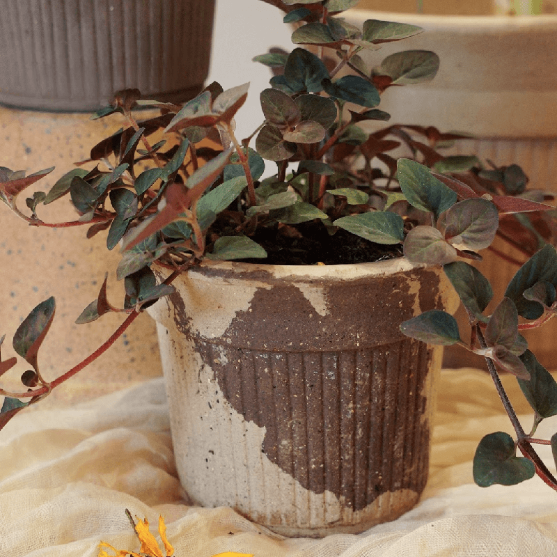 5-inch latte-colored terracotta pot with ribbed texture in earthy beige and cocoa tones, holding a lush indoor plant. Adds a warm, natural touch to interior decor.