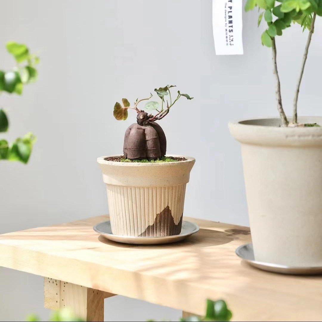 5-inch cute latte-colored Brûlée cup terracotta pot with ribbed texture, featuring a bonsai-style plant. Adds warmth and charm to indoor decor.