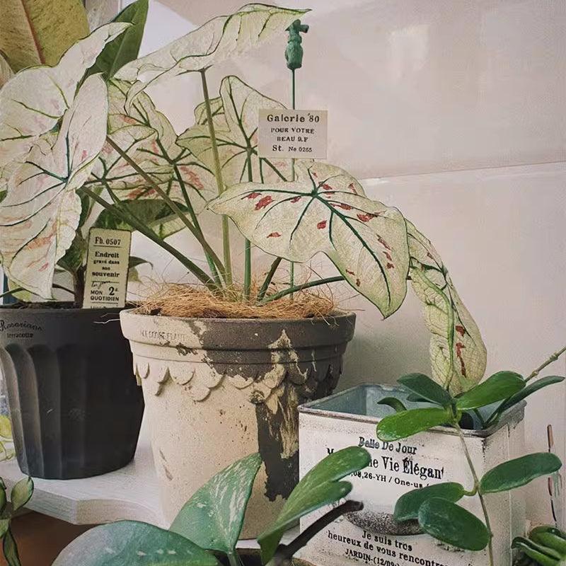 8 inch latte-colored terracotta pot with scalloped edge, featuring a Caladium plant with white leaves and green veins, surrounded by decorative pots.