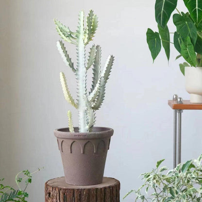 8-inch dark brown rustic clay crown planter, ideal for large plants, featuring a textured earthenware finish for an organic and natural look.