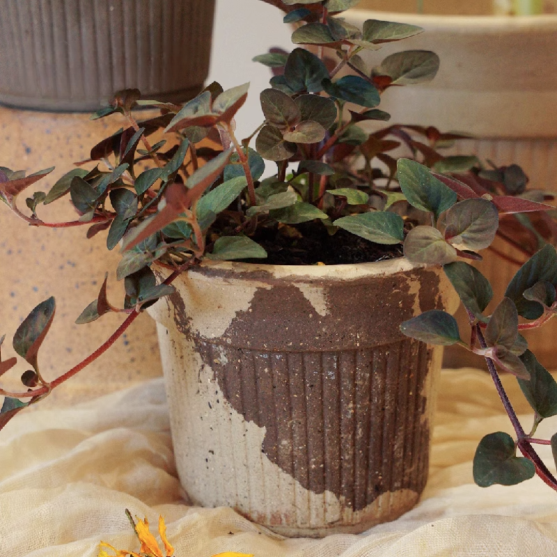 Small brown and white terracotta clay planter with drainage hole, holding a creeping jenny plant indoors, ideal for houseplant styling in compact spaces
