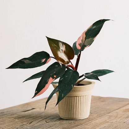 5-inch white Brûlée cup terracotta pot with ribbed design, featuring a colorful Caladium plant. Perfect for bringing a cozy, natural touch to interiors.