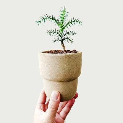 4-inch white carry cup-shaped clay pot, holding a small indoor plant. Ideal for adding a minimalist, rustic touch to any decor.