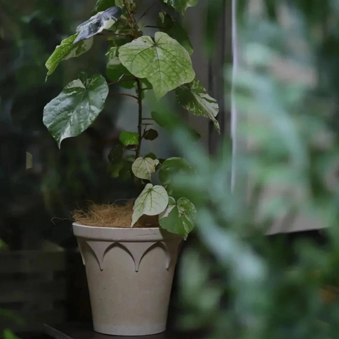 8-inch white clay crown planter with a classic arched design, perfect for medium plants, crafted from durable earthenware.