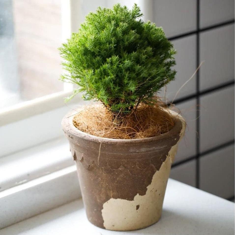 6 inch latte terracotta pot with scalloped edge, featuring a dwarf pine with natural fiber cover, placed on a windowsill.